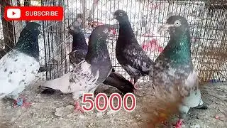 Birds shop video call 🇵🇰🤙 03136353729 