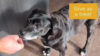 How to Use maxxiflex+ Joint Supplement for Dogs