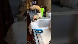 Squirrel Chaos: Digging for Acorns in All the Wrong Places 🐿️🪴😂