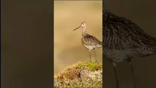 #Bar_tailed_Godwit_Migration #Bird_flight_wordrecord #short #shortvideo