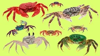 Learn 25 Crab Names in Arabic 🦀 | أسماء السلطعون بالعربية | Listen & Repeat