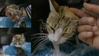 Mama cat thanked me when I changed her kitten's bed.