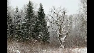 Ąžuolo daina / Oak song. Įspūdinga žiema Lietuvoj 2026 m. sausio mėn.