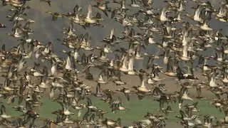 Migratory Ducks at Bazarsau Murshidabad