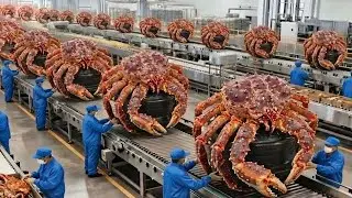 King Crab Chaos – Thousands of Ocean Monsters Dragged from the Abyss!