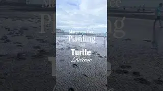 Mangrove Tree Planting and Turtle Release 2025