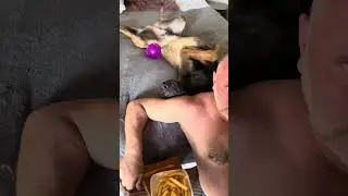 Our Malinois. He's crazy. Он безумен)