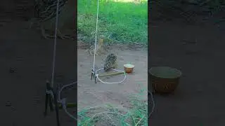 Primitive DIY Quail Trap - Unique Making Bird Trap Using Wood #animaltrap #shortvideo #ytshorts