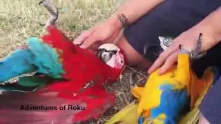 Parrots love affection and playtime