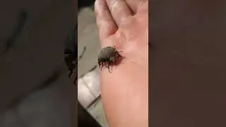 Gymnetis litigiosa, es una especie de escarabajos Chalcolepidius limbatus en Argentina 🐞