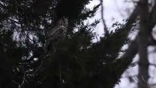 Male Great Horned Owl Flying & In Slow Motion, 12/29/2023 in Forest Park in St. Louis, Missouri, USA