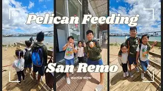 Pelican Feeding at San Remo
