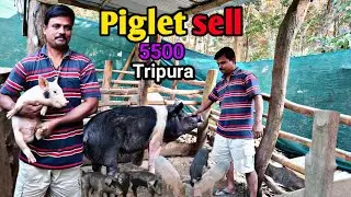 Piglet selling northeast || 5500 Piglet Sell || Tripura Pig Farm (Ep-85)#pig #pigfeed #piglet 