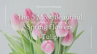 The 5 Most Beautiful Spring Flowers - Tulip