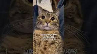 So you want a cat? are you sure??