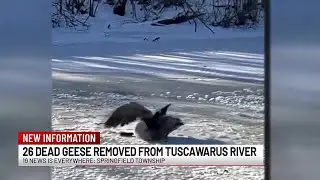 Dead geese recovered in Springfield Township