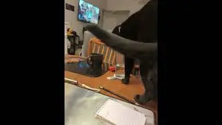 Raisin has a clean fountain and still wants to tap my water instead