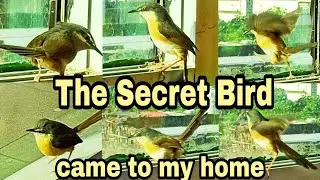 The secret bird came to my home🐦 l bird experiment l mind of a bird