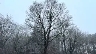 Light snow in New Jersey. Regular speed to Slo-Mo. January 18, 2026