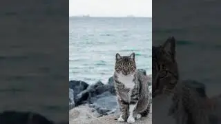 Oceanside Cat - SiegeTheConqueror - Original Music