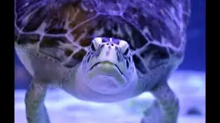 Charlotte & Stephanie Shannon - Aquarium Rehab