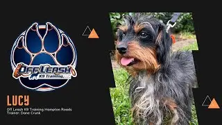 Jackapoo Pup 10 mo 