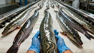 Inside the Ultra Secret Eel Leather Factory &ndash; Exot