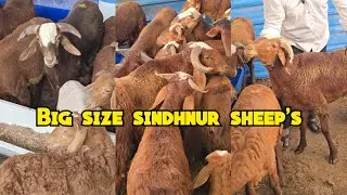 Big size sindhnur sheep's available in Hyderabad at TDH 🐐 farm | live weight sheep's sindhnur mende