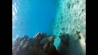 Freediving. Red Sea. Concorde El Salam Hotel Sharm El Sheikh. Egipet.