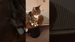 #meet#sugar#the#cat#cook#with#me#foodie #food#cats#animals #lets#chat