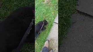 Arlo Barnero 10 tjedana - trag