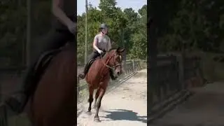 old vid cuase i have nothing to post #horse #hopper #oldenburg #overthetop