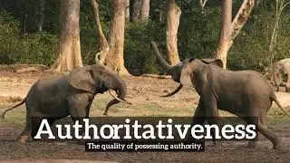 What is Authoritativeness? | How Does Authoritativeness Look?