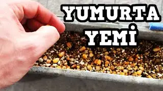 GÜVERCİNLERE YUMURTA YEMİ - YAVRULARI BÜYÜTME YÖNTEMİ