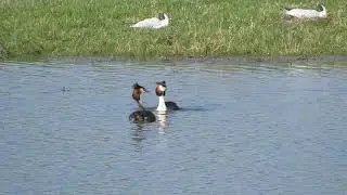 Great Crested Grebe, Nosterfield