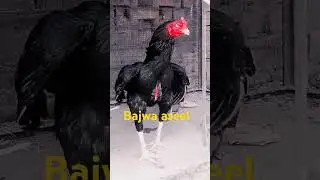 #vlog #aseelmurga #aseelvlog #chickenbreeding #ayam #aseelmurgafarm #aseelmurgafarm#bird #vlogsdaily