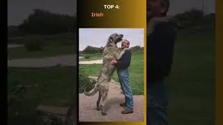 TOP 10 LARGEST DOG BREEDS &ndash; Giant Canine Legends! 🐕💪 #Short