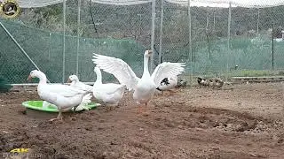 White Embden Geese Breed - Breeder Flock - 4K VIDEO S7 Edge - Freddy Farm