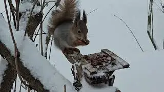 Пушистые гости в беличьем кафе / Fluffy guests at the #squirrel cafe