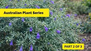 Outback Bluey Emu Bush | Часть 2 из 3 Австралийских серий растений