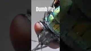 🪰 The Best Way to Swat a Fly💥