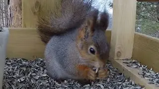 Ekorn p&aring; frokost