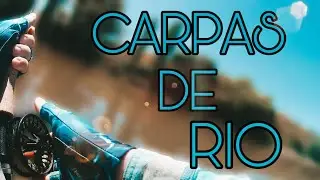 Fui a por barbos... ¡y termine en plena fiesta de carpas!