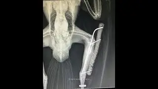 Raptor Veterinary Care   HD 1080p