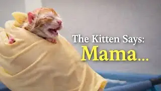 Unbelievable Newborn kitten clearly says 