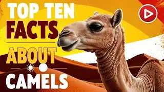 Top Ten Amazing Facts About Camels!