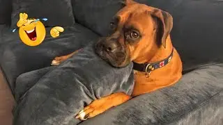 Hilarious Dogs That Will Make You Laugh Instantly 😂🐶 Funny Dog Video 2026