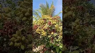 apresento um per de cororal com muitos corante
