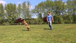 Custom K9 Striker