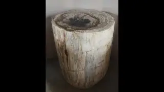 Fossilized Tree Trunk Side Table